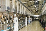 Trang trại nuôi bò sữa Vinamilk đạt chứng nhận ISO 9001:2008